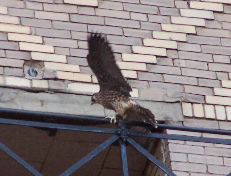 uptown falcons 2004-06-14 13e.jpg