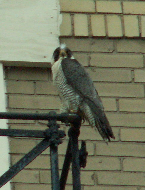 uptown falcons 2006-05-26 28e.jpg