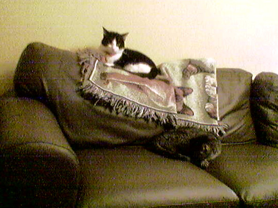 cats 2005-12-01 1e.jpg