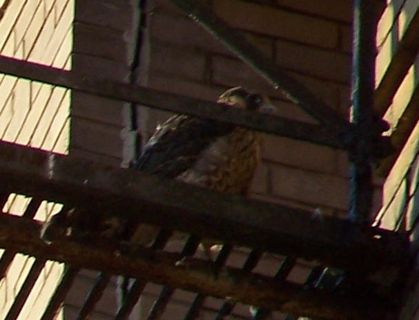 uptown falcons 2004-06-12 14e2.jpg