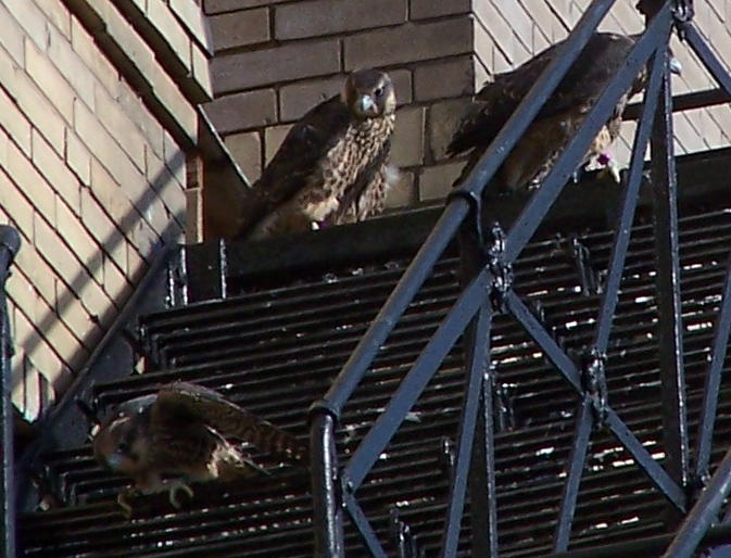 uptown falcons 2004-06-13 34e2.jpg