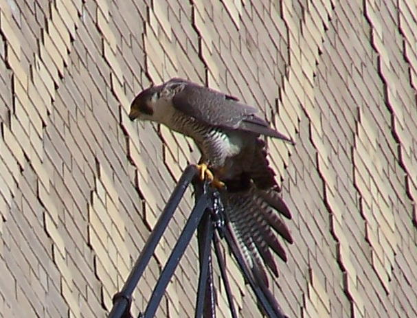 uptown falcons 2004-06-13 71e2.jpg