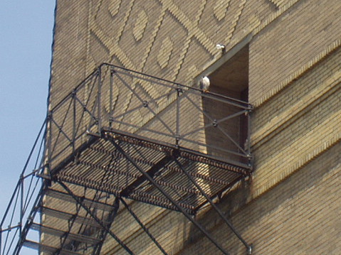 uptown falcons 2004-05-16 07e.jpg